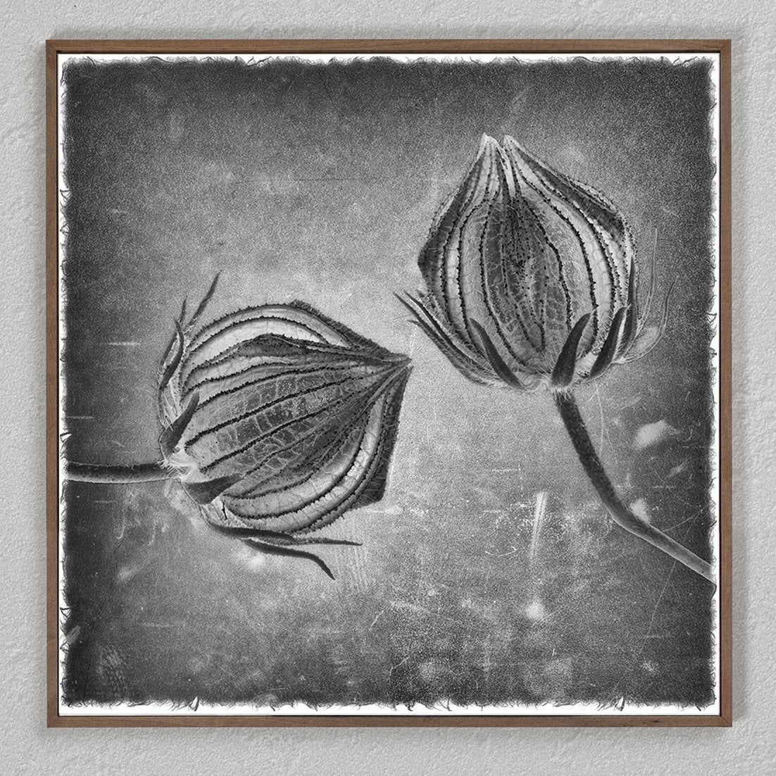 Shop new 12 Hibiscus Canabis