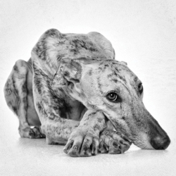 galgo , hond , portret