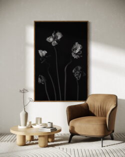 Papavers , zwart wit , Fine Art