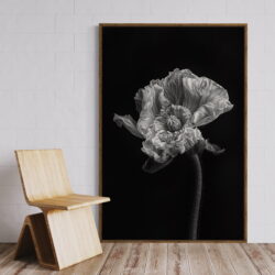 Papaver als kunstwerk