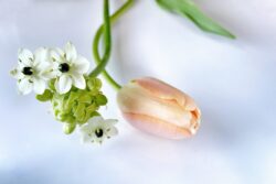 Social Media Content , Bloemist , floral , fleurig