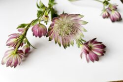 Social Media Content , paars , bloemisten , instagram feed