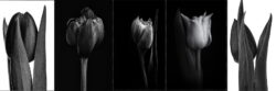 Icoon , Botanic , cadeau , Margo de Wijk , kunst fotografie ,